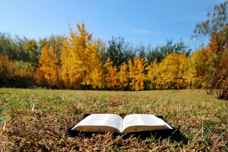 bible lying on meadow in autumn